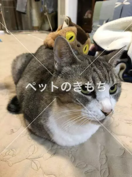 迷子猫の画像