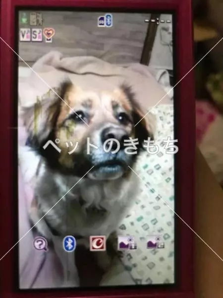 迷子犬の画像