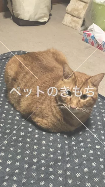 迷子猫の画像