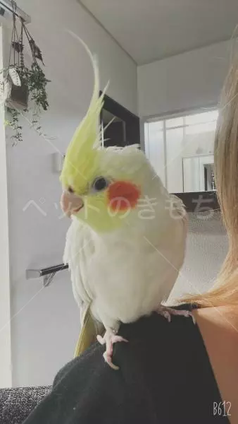 迷子鳥の画像