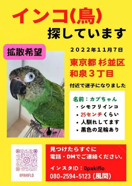 迷子鳥の画像
