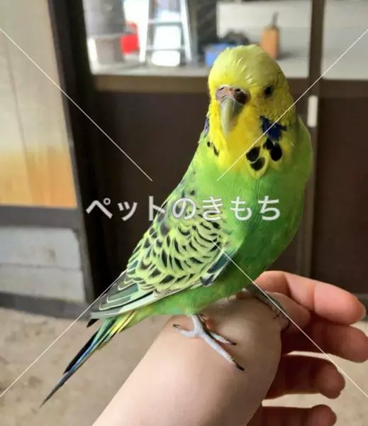 保護鳥の画像