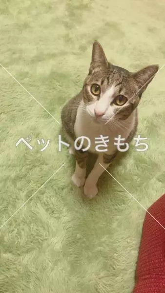 迷子猫の画像