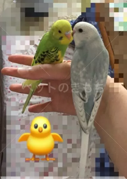 迷子鳥の画像