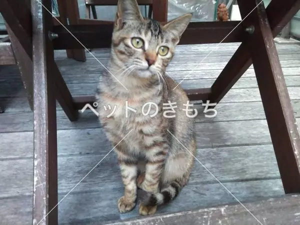 迷子猫の画像
