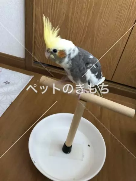 迷子鳥の画像
