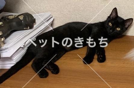 迷い猫の写真