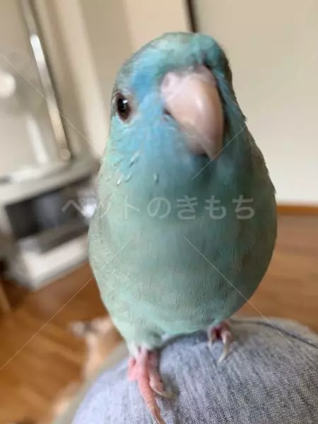 迷子鳥の画像