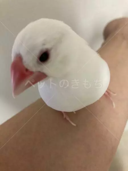 迷子鳥の画像