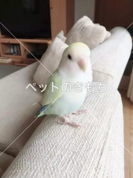 迷子鳥の画像