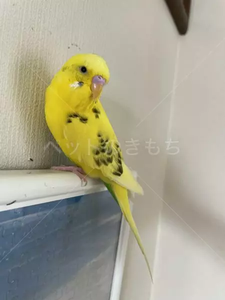 迷子鳥の画像