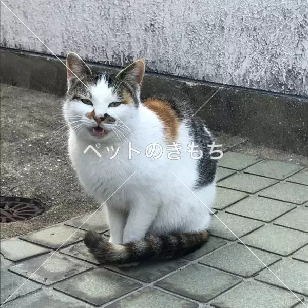 迷子猫の画像
