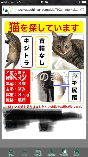 迷子猫の画像