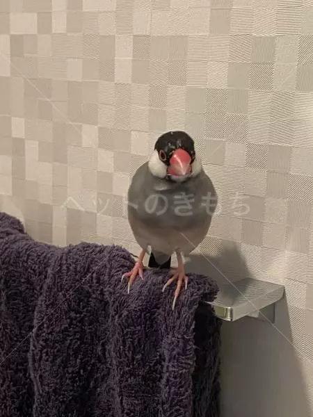 迷子鳥の画像