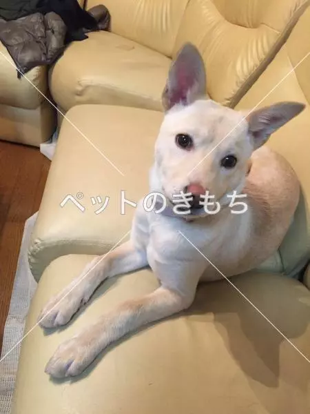 迷子犬の画像