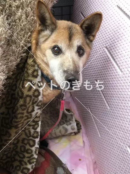保護犬の画像