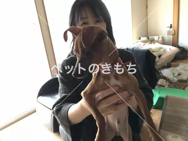 コメント投稿の画像