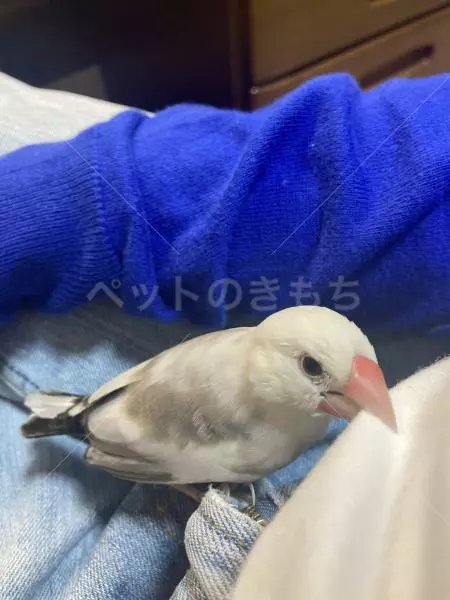 コメントの画像