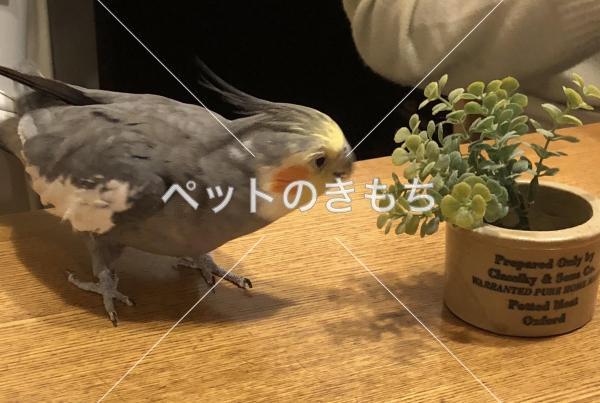 迷い鳥の写真