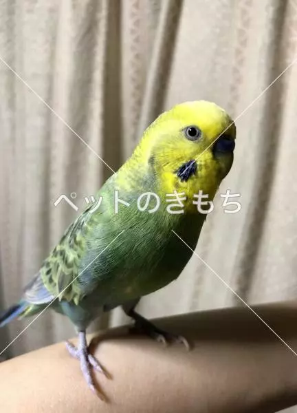迷子鳥の画像