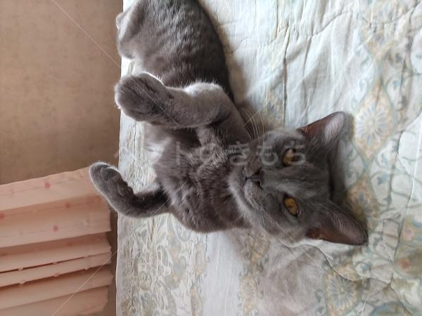 迷子猫の画像