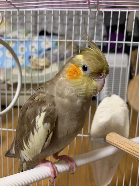 迷子鳥の画像