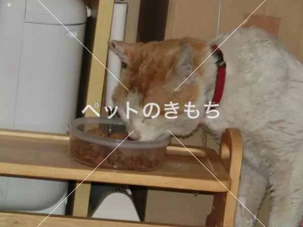 保護猫の画像