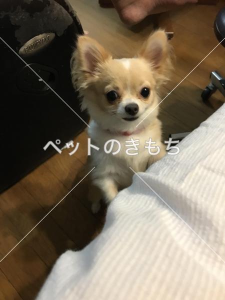 迷い犬の写真