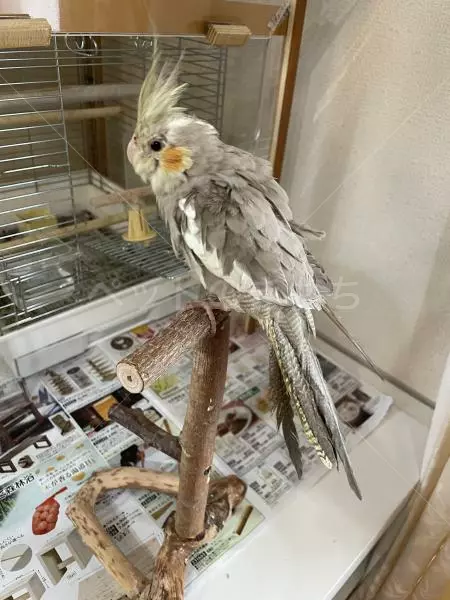 コメントの画像