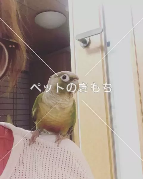 迷子鳥の画像