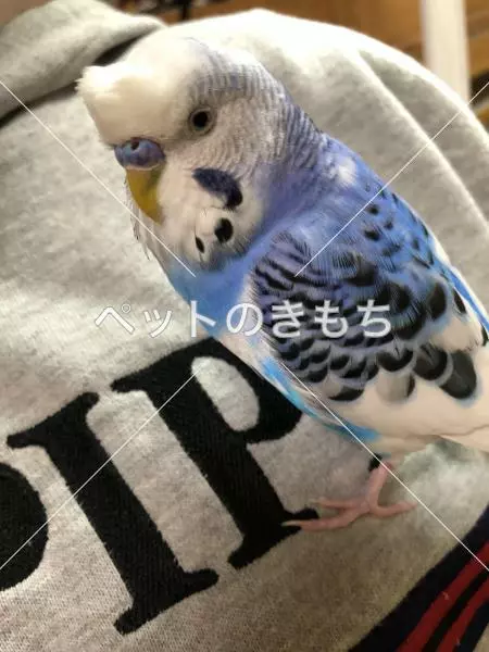 迷子鳥の画像