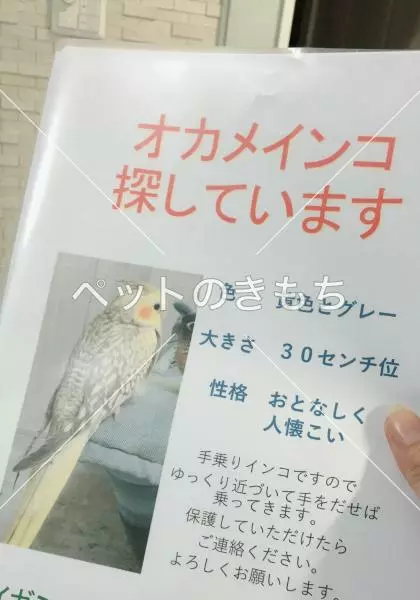 迷子鳥の画像