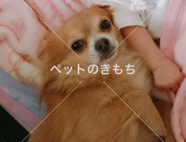 コメント投稿の画像