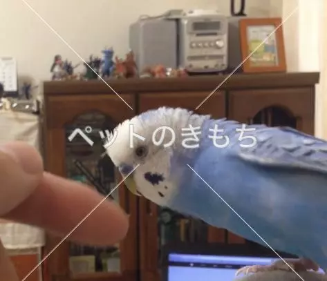 迷子鳥の画像