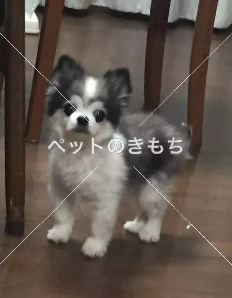 迷子犬の画像