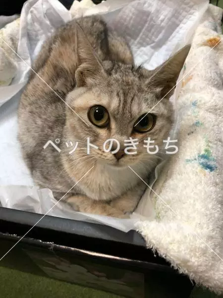 保護猫の画像