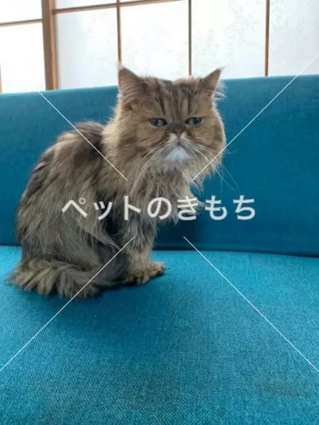 迷子猫の画像