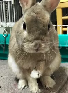 迷子ペットの画像