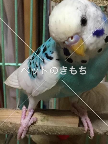 迷子鳥の画像