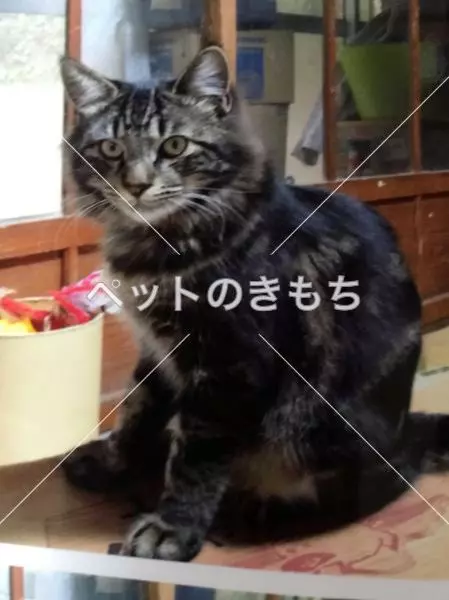 迷子猫の画像
