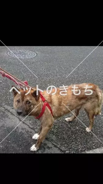 迷子犬の画像