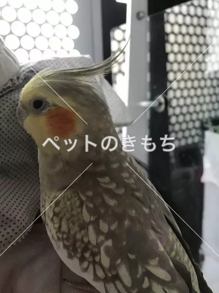 コメント投稿の画像