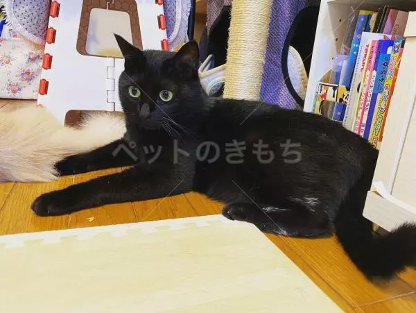 迷子猫の画像