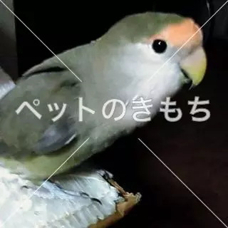 迷子鳥の画像