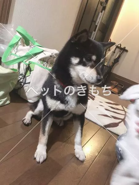 迷子犬の画像