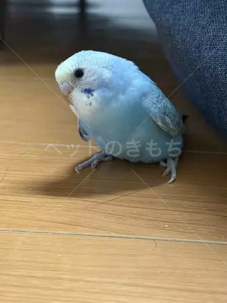 迷子鳥の画像