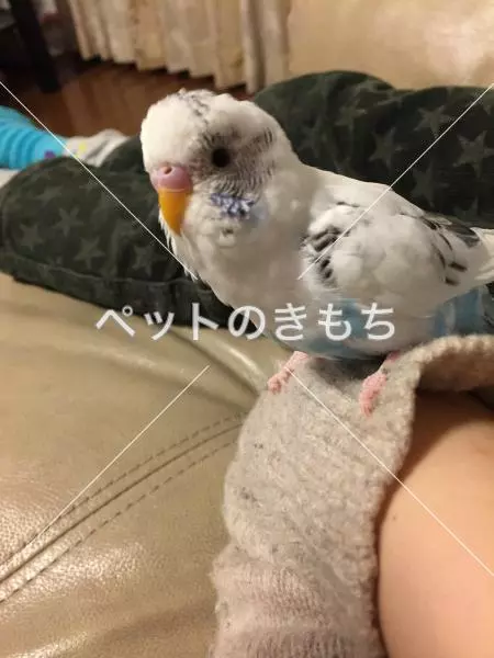迷子鳥の画像