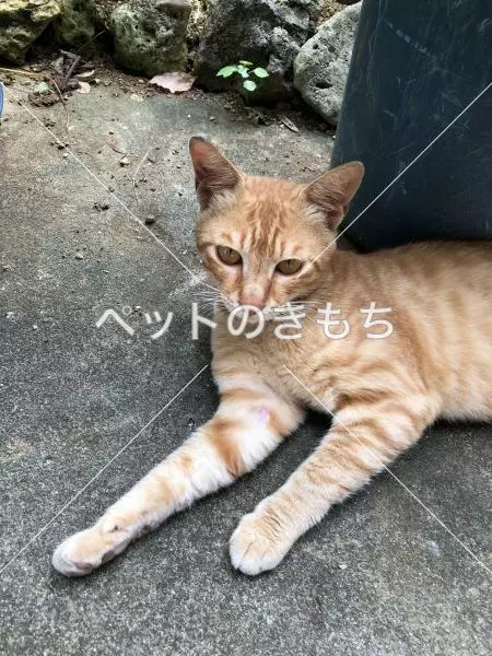 保護猫の画像