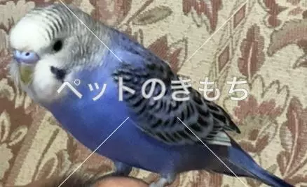 迷子鳥の画像
