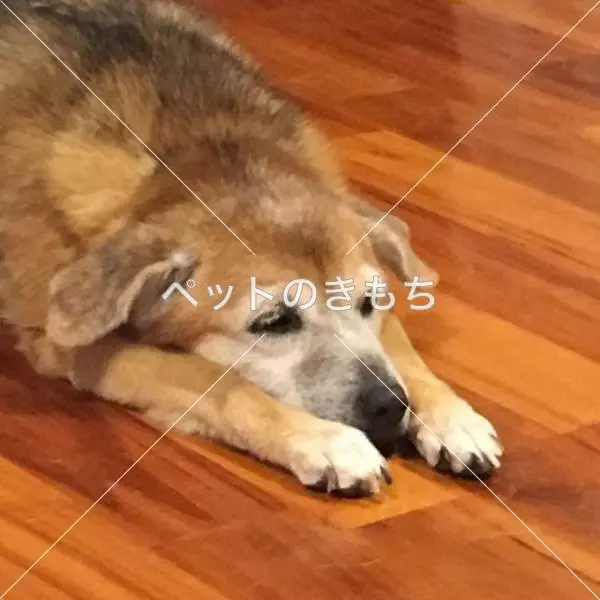 迷子犬の画像
